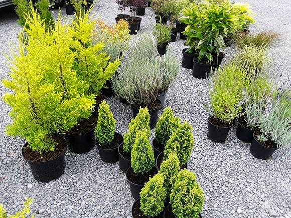 Plants